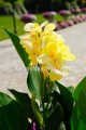 Kanna Cannova Yellow