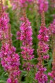 Krwawnica 'Robert' Lythrum Salicaria
