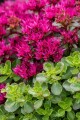 Rozchodnik Sedum Spurium Deep Rose