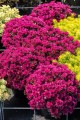Rozchodnik Sedum Spurium Deep Rose