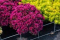 Rozchodnik Sedum Spurium Deep Rose