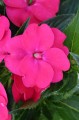 Niecierpek Sunpatiens Vigorous rose pink