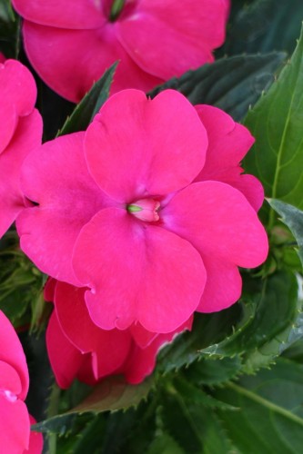 Niecierpek Sunpatiens Vigorous rose pink