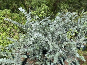 Eucalyptus Cinerea Silver Dollar