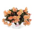 Begonia Fragrant Falls Peach