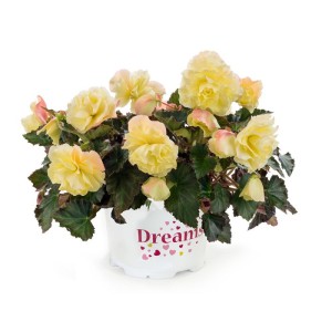 Begonia Fragrant Falls Lemon