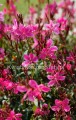 Gaura Flamingo Pink