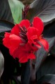 Kanna Cannova Scarlet Bronze