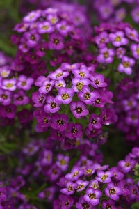Lobularia  Stream Purple Improved