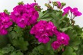 Pelargonia Calliope Neonowy Róż