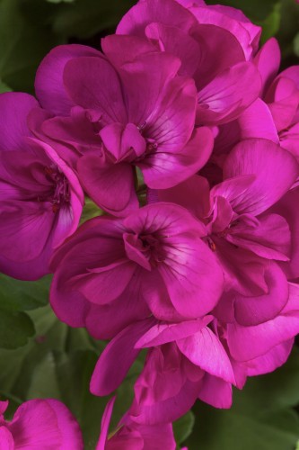 Pelargonia Calliope Neonowy Róż