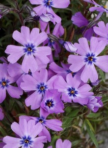 Floks szydlasty Purple Beauty