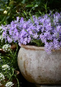 Floks Szydlasty Lavender 