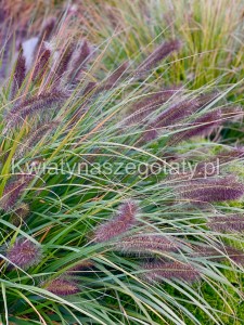 Trawa Rozplenica Japońska Red Head (Pennisetum  Alopecuroides)