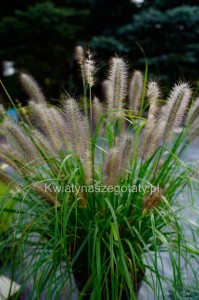 Trawa Rozplenica Japońska  Pennisetum Moudry