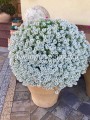 Lobularia Snow White biała