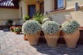 Lobularia Snow White biała