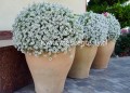 Lobularia Snow White biała