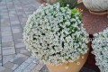 Lobularia Snow White biała