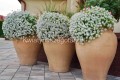 Lobularia Snow White biała