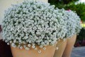 Lobularia Snow White biała