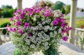 Lobularia Snow White biała