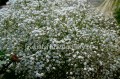 Gipsówka, Gypsophila Paniculata Festival white flare