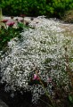 Gipsówka, Gypsophila Paniculata Festival white flare