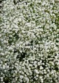 Gipsówka, Gypsophila Paniculata Festival white flare