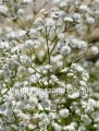 Gipsówka, Gypsophila Paniculata Festival white flare