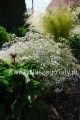 Gipsówka, Gypsophila Paniculata Festival white flare