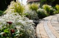 Gipsówka, Gypsophila Paniculata Festival white flare