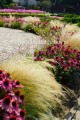 Jeżówka różowa, Echinacea Sombrero Rose