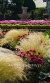Jeżówka różowa, Echinacea Sombrero Rose