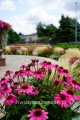 Jeżówka różowa, Echinacea Sombrero Rose