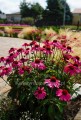 Jeżówka różowa, Echinacea Sombrero Rose