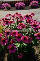 Jeżówka różowa, Echinacea Sombrero Rose