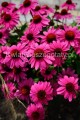 Jeżówka różowa, Echinacea Sombrero Rose