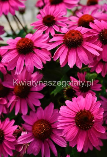 Jeżówka różowa, Echinacea Sombrero Rose