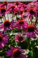 Jeżówka różowa, Echinacea Sombrero Rose