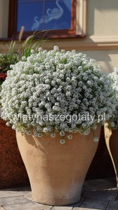 Lobularia Snow Princess