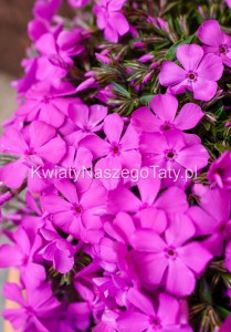 Floks Szydlasty ciemny róż McDaniel’s Cushion