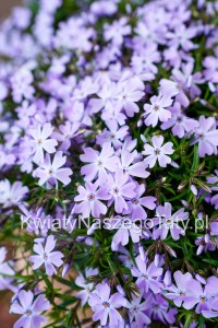 Floks Szydlasty jasny fiolet 