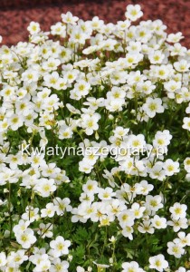 Skalnica Saxifraga Limerok (biała)