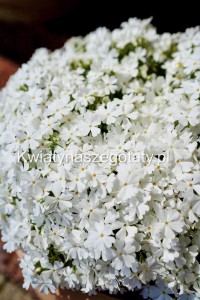 Floks Szydlasty White