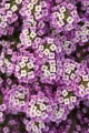 Lobularia-maritima-Easy-Breezy-Pink_36304_5.jpeg