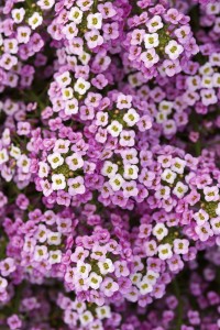 Lobularia Maritima Easy Breezy Pink 