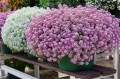 Lobularia-maritima-Easy-Breezy-White_36305_5.jpeg