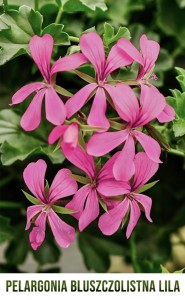 Pelargonia Bluszczolistna (kolor liliowy) 