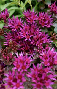 Rozchodnik Sedum Spurium Deep Rose